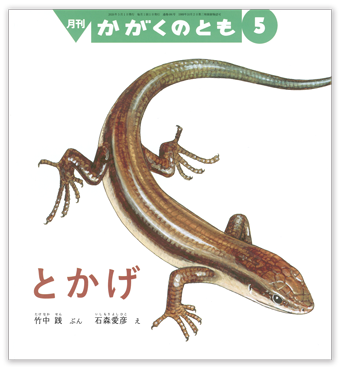 かがくのとも2026年5月号「とかげ」