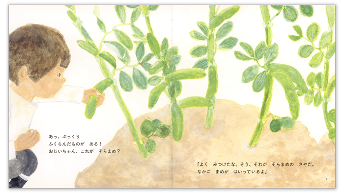 ちいさなかがくのとも2026年5月号「そらまめ　おおきーい！」