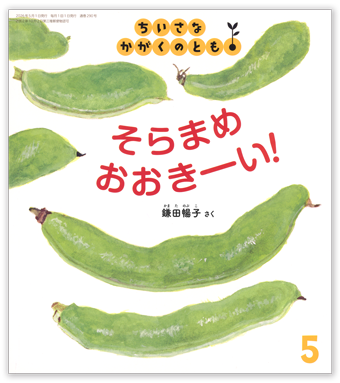 ちいさなかがくのとも2026年5月号「そらまめ　おおきーい！」
