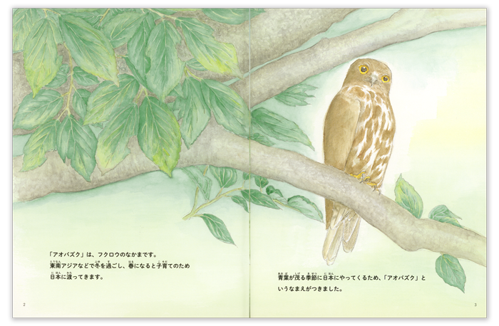 たくさんのふしぎ2026年5月号「アオバズクの食卓」