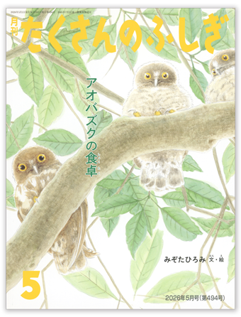 たくさんのふしぎ2026年5月号「アオバズクの食卓」