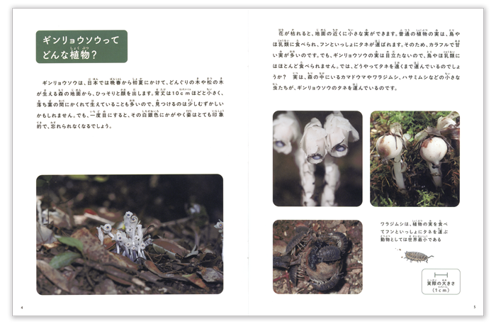 たくさんのふしぎ2026年6月号「ギンリョウソウ」