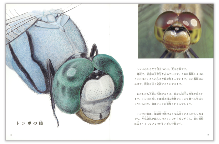 たくさんのふしぎ2026年9月号「空で生きる　トンボ」