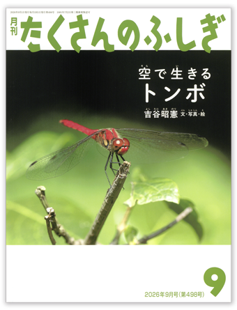 たくさんのふしぎ2026年9月号「空で生きる　トンボ」